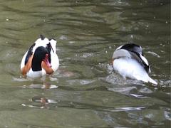101PARC AUX OISEAUX DANS L AIN 2016 1_000058